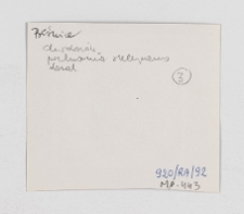 Chodorów, synagoga, polichromie, verso fotografii.