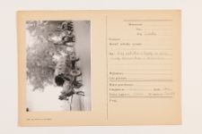 Wozy pątnik&oacute;w z Rozprzy na szosie między Kamieńskiem a Radomskiem