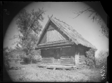 Remel, świronek, widok frontalny