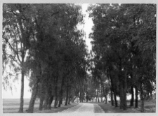 Cerkliszki, założenie pałacowe Mostowskich, aleja wjazdowa