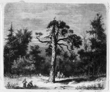 Dowspuda, pałac Pac&oacute;w, fragment parku, rycina Edwarda Gorazdowskiego z 1865 r.