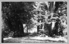 Dąbr&oacute;wka Starzeńska, fragment parku