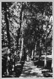 Giełwany, aleja w parku