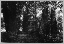 Hadynkowce, fragment parku