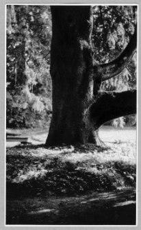 Hawłowice Dolne, fragment parku