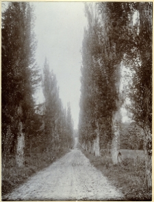 Wiśniowiec, pałac, park, aleja parkowa